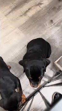 13 Week Female Rottweiler Puppy you can tell is gonna be a Big! Available To A Happy Home