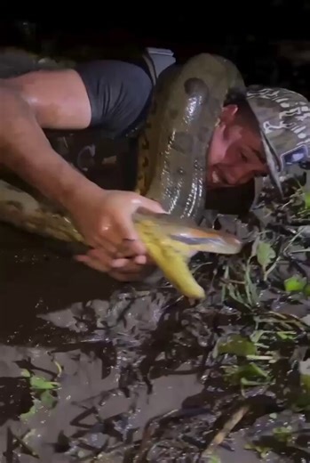 OMG this snake is too big man 👨