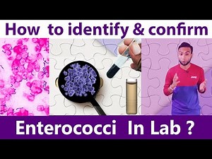 How to identify & Confirm Enterococci at laboratory