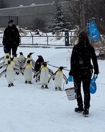 1.6M views · 64K reactions | They're getting their steps in  | Furry Tails | Facebook