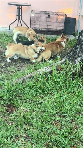 Pembroke Welsh Corgi