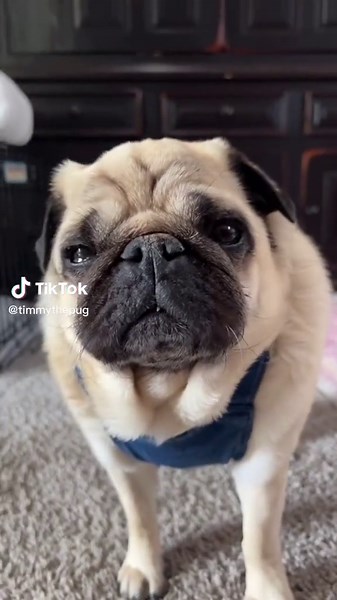 Timmy the Pug Rocking Blue Jeans!