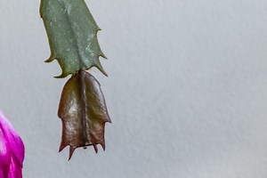 Why Is My Christmas Cactus Dropping Leaves? (Problems Fix)