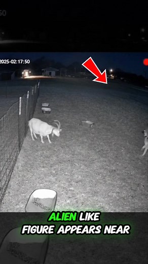 33K views · 538 reactions | A terrifying alien-like creature attacked a goat—until a brave dog stepped in. This real CCTV footage is shocking… and you won’t believe how fast the creature escapes. #ScaryVideo #DontWatchAtNight #CCTVFootage #ParanormalSightings #CreatureAttack #NightMystery #UnexplainedEvents #RealHorrorClip | Grumbo | Facebook
