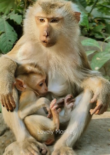 4.9K views · 439 reactions | Monkey Joyce she is find lice baby monkey jovi, most baby monkey so beautiful, lovely baby monkey. | Lovely Monkey | Facebook