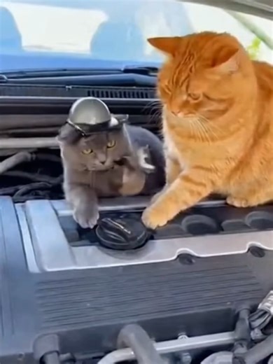 Apprentice mechanic was too lazy for an oil change… so he DROPPED the tool 💀🔧🐱 #cats #funnycats #catsoftiktok #mechanic #oilchange #fyp