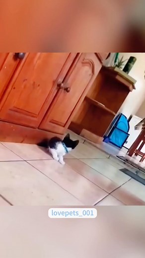 Halloween prank.#cats Cat Lyya #cutecats #foryou #funnytiktok #funnyvideos #usa #funnyanimals #fypシ #viral #funnycat #funnypets #catlover #halloween #prank me#cats - #cats #funny friend #cute #funnytiktok... is trouble a | Cat Lyya | Facebook