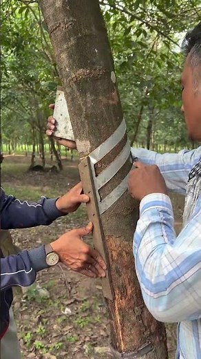 How This Simple Template Ensures Precise Rubber Tree Tapping