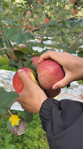 54K views · 1.4K reactions | Apple Harvesting Shorts #gardening #gardentips #GardenGoals #harvesting #gardeninspiration #garden #GardenTools #tools #gardendesign | Garden Tips | Facebook