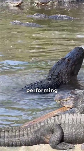 Why This Gator Makes the Water Dance 🐊 | Alligator Bellowing Explained #shorts