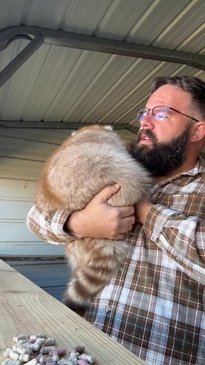 9.8K views · 1K reactions | Just checking in. Haven’t posted much because I’m super busy. Working two gigs, 1 week to Barber final exam and a few weeks to esthetician final exams. We’re ok, just super busy. 﫶 #trashpanda #fowlmouthfarmer #raccoonsofinstagram | FowlMouth Farmer | Facebook