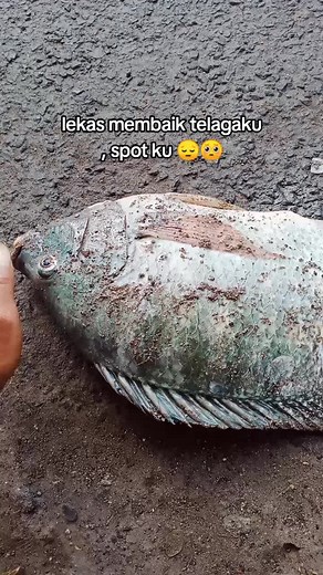 lekas membaik spot ku... #mancingditelagangebel #telagangebelterkini