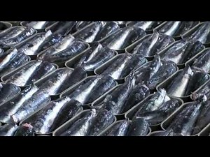 Automatic CDA sardine cooker