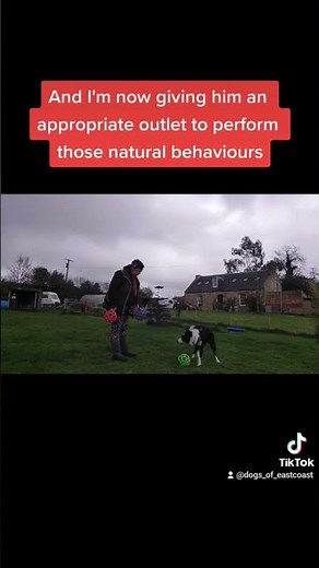 Border collie training - Introducing Sheep balls