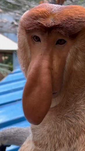 73K views · 1K reactions | Proboscis Monkey Amazing video.#Chimelong #MonkeyNakula #funny #ytshorts #shorts #animals #nakula | Probiscus Monkey Official | Facebook