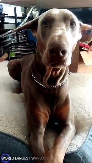 World's Largest Warlock King Doberman: A Mutant Marvel