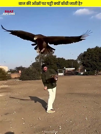 बाज की आँखों पर पट्टी क्यों बाँधी जाती है? | Why Falcons Are Blindfolded