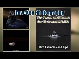 The Power and Drama of Low-KeyPhotography for Birds and Wildlife