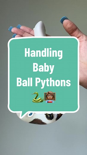 Hope this helps any new snake owners!🥰 #ballpython#snakesoftiktok#petsnake#exoticpets#reptilecare#caretips#animalcare#petsoftiktok#holdingsnake#newsnake#newsnakeowner#fypage#reptilekeeper#reptilelover