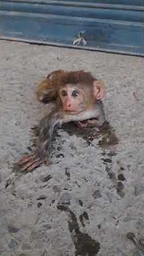 monkey gets electric shock gets rescued ‪@himachalvlogsanimallovers7136‬