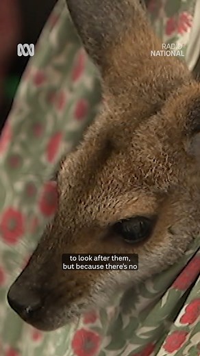 61K views · 980 reactions | Who looks after the carers?  Wildlife volunteers give everything — time, money, even their own wellbeing — to save our native animals. Behind the scenes, they face grief, trauma, and relentless pressure. Listen to the Changing Australia interview on Radio National Breakfast via the ABC listen app. | ABC Radio National | Facebook