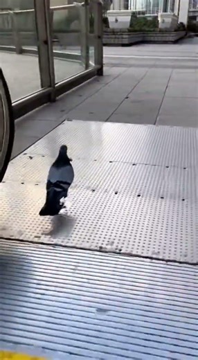 Imagine losing to a pigeon on an escalator #funny #shorts