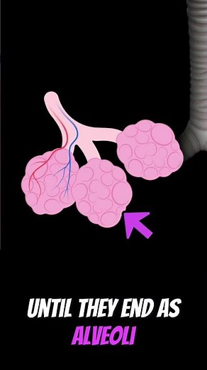 The TUBES in your Respiratory System #shorts