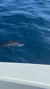Sailfish antics! 🎣 Reel E Sea Charters 📍 West Palm Beach, Florida #florida #floridafishing #westpalmbeach #saltwaterfishing #fishing #sailfish #billfishing #fishingbooker | FishingBooker