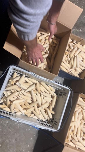 32 reactions · 7 comments | We love Makin em! ask us about Big Bulk Blank orders! #lymanlures #fishing #blanks #woodlures #pluglife #multispeciesfishing #troutfishing #westcoastcedar #getwood #woodworking | Lyman Lures | Facebook