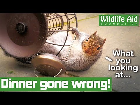 Chunky squirrel bites off more than he can chew!