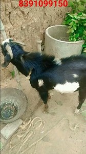 Desi goat selling #goat