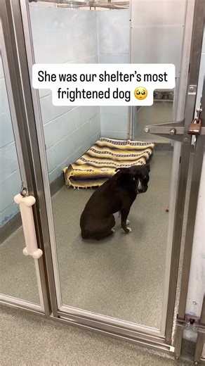 Franny was finally starting to exhale ❤️‍🩹🥺 But now she needs a permanent home, and urgently 🙏