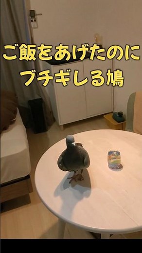 Horror! Ungrateful pigeon #shorts #pigeon #bird #cuteanimals #pets
