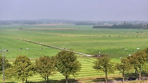 Typical Dutch landscape with a field of grass, a provincial road with trees and cows in a meadow