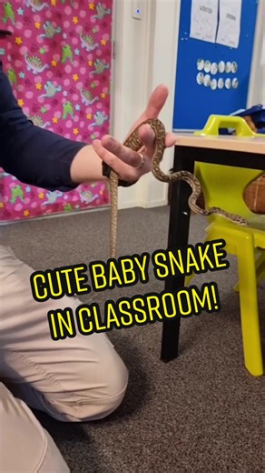 Stuart McKenzie on TikTok