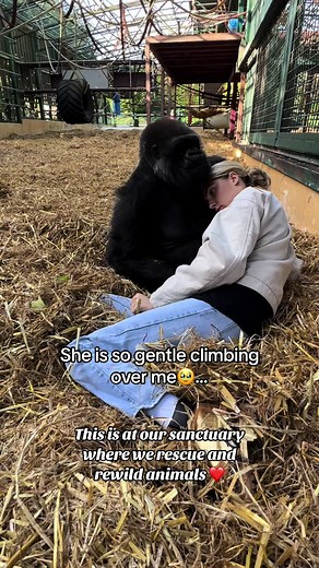 Woman Interacts with Gorilla at Sanctuary | Heartwarming Rescue Video