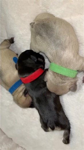 #memeedit #frenchbulldog #lifeisbutadream #trending #puppy 😍