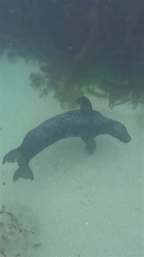 5.4K views · 310 reactions | Grey seals are always a sought after animal interaction whilst snorkeling on our multi-day tours. They have different personalities and you need to be calm and do the right behaviour in the water to encourage them to be curious. However sometimes you also just get a ‘player’ and they want to have fun with you. | Basking Shark Scotland | Facebook