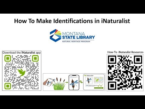 iNaturalist Making Identifications