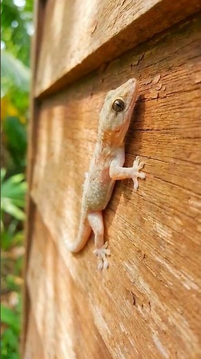 House Lizard with Its Sound #shorts #gecko #lizard
