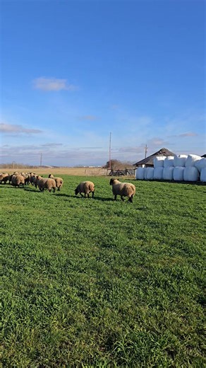 Suffolk Farm Transilvania on Reels