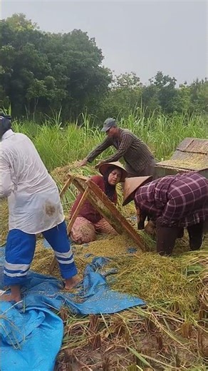 Beginilah Suasana Panen Padi di Sawah/Rice Harvest in Indonesia 🇮🇩