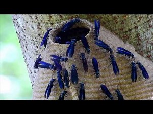 CABATATU MARIMBONDO-TATU (SYNOECA CYANEA) IRINA VESPA-TATU, VESPA-GUERREIRA, WARRIOR WASPS, DRUMMING