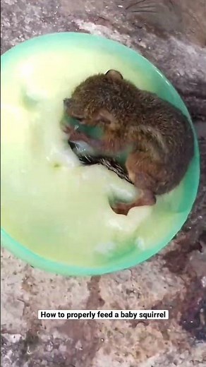 How to feed a baby squirrel properly #wildlife #survey #animallover #animalwelfare #animalshorts
