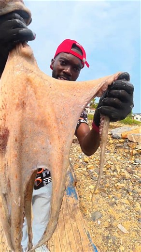GIANT Octopus Caught Fresh