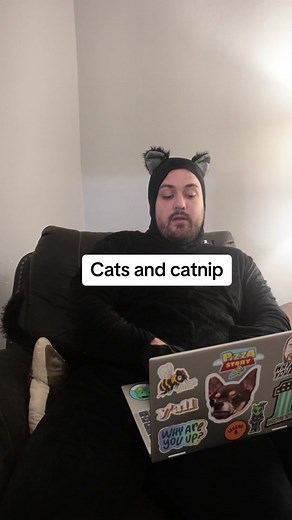 Cats and catnip🤣 #cats #pets #cat | Catnip