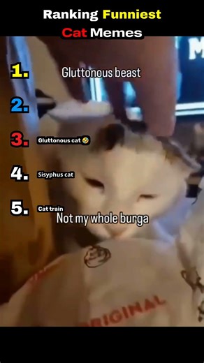 Ranking Funniest Cat Memes 3 #CatMemes #FunnyCats #MemeCats #ViralCatMemes