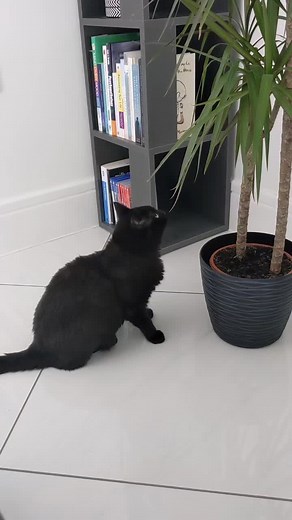 Cat Scratch Song - Embrace the Power of Your Kitty's Claws