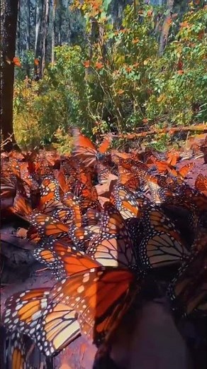 Milhões de borboletas cobrem as florestas do México