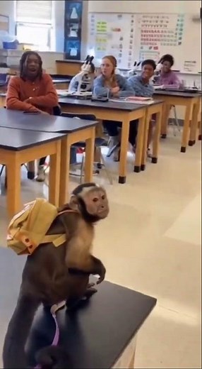 Monkey With Tiny Backpack Walks Into Science Class HILARIOUS!